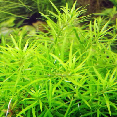 Погостемон Middle Green(меристемное растение), d 6,5 см